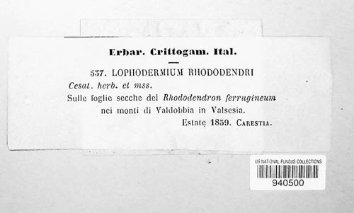 Lophomerum rhododendri image